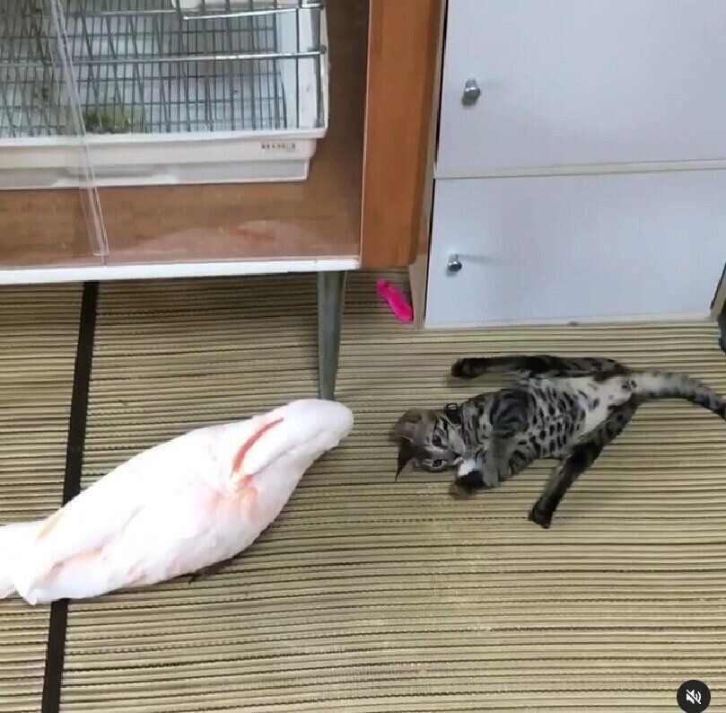 オウムのカリンくんと猫のこうめちゃん