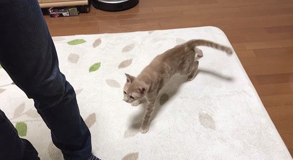 歩く猫