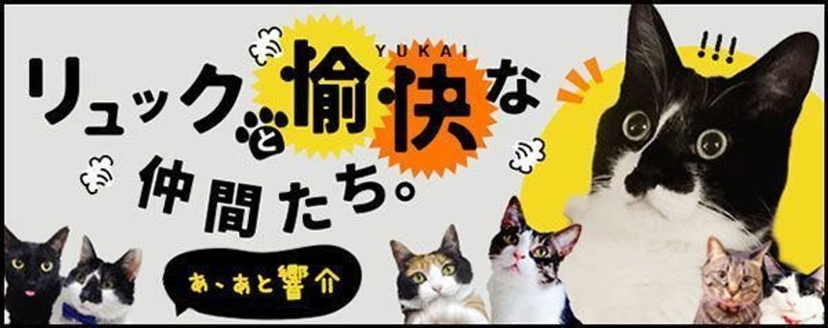 爆笑猫エッセイで話題 7匹の猫と暮らす 猫マスター 響介さんって ねこのきもちweb Magazine 爆笑猫エッセイで話題 7匹の猫と暮らす 猫マスター 響介さんって ねこのきもちweb Magazine