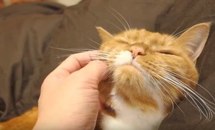 茶トラ猫　ちゃいちゃん