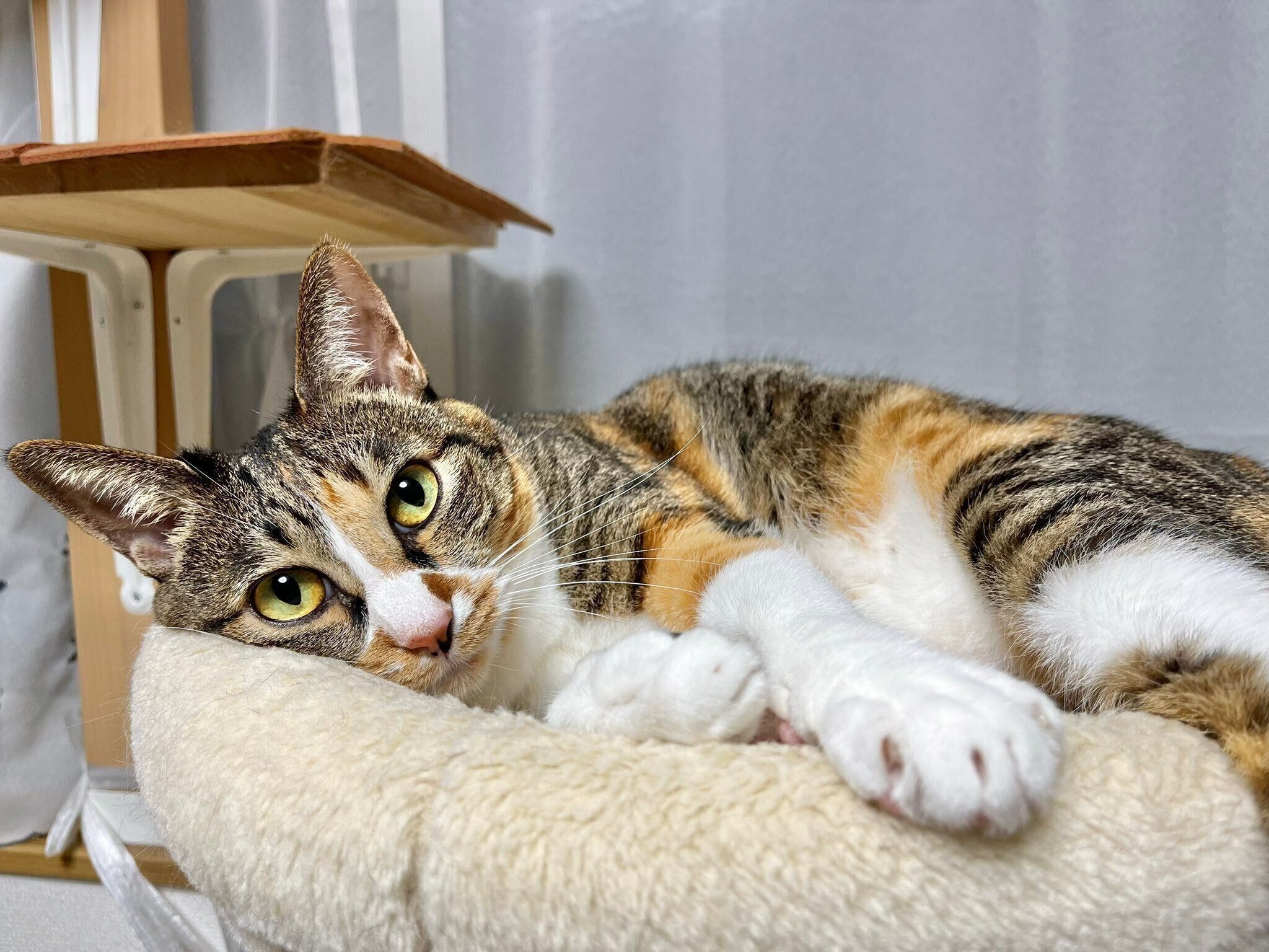 くつろぐナナちゃん