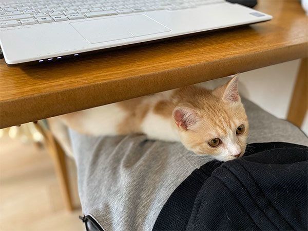 飼い主さんの上に乗るこむぎちゃん