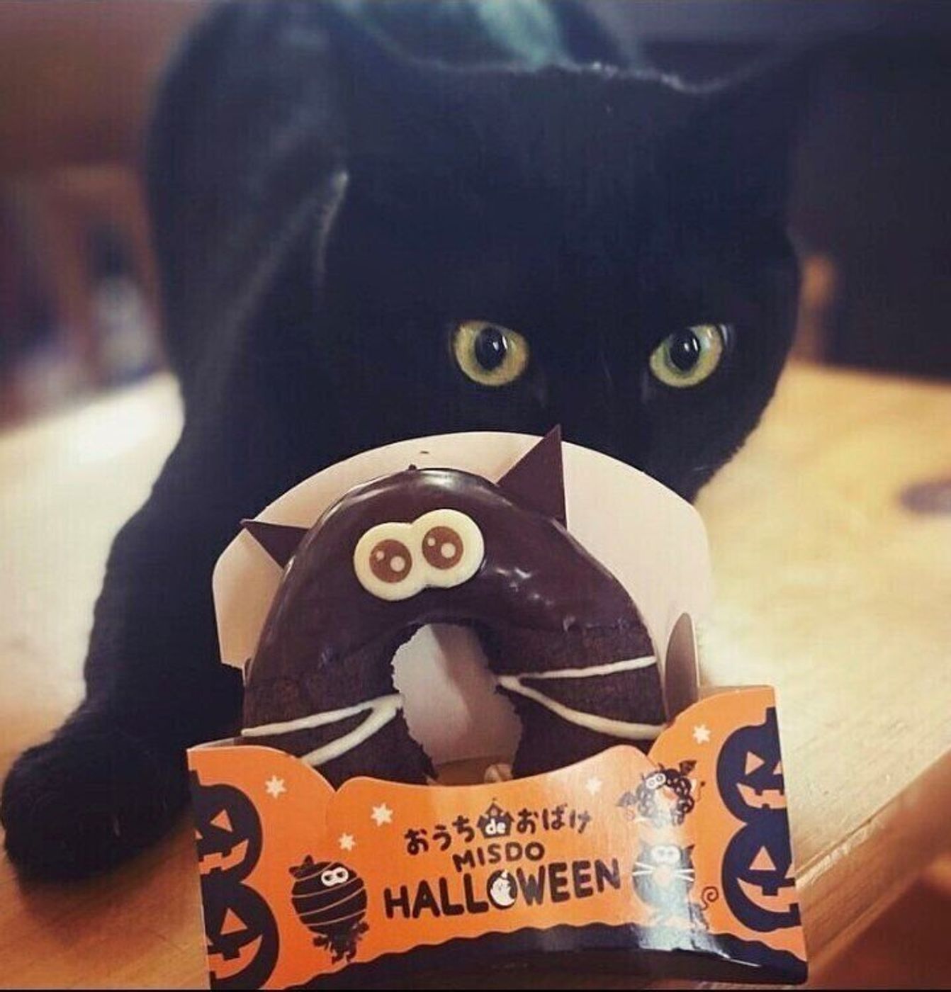 つい愛猫と一緒に撮りたくなる ミスドの まっくろチョコねこ が気になる ねこのきもちweb Magazine つい愛猫と一緒に撮りたくなる ミスドの まっくろチョコねこ が気になる ねこのきもちweb Magazine