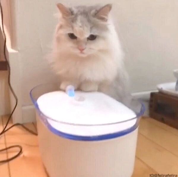 自動給水器が気になるるうちゃん