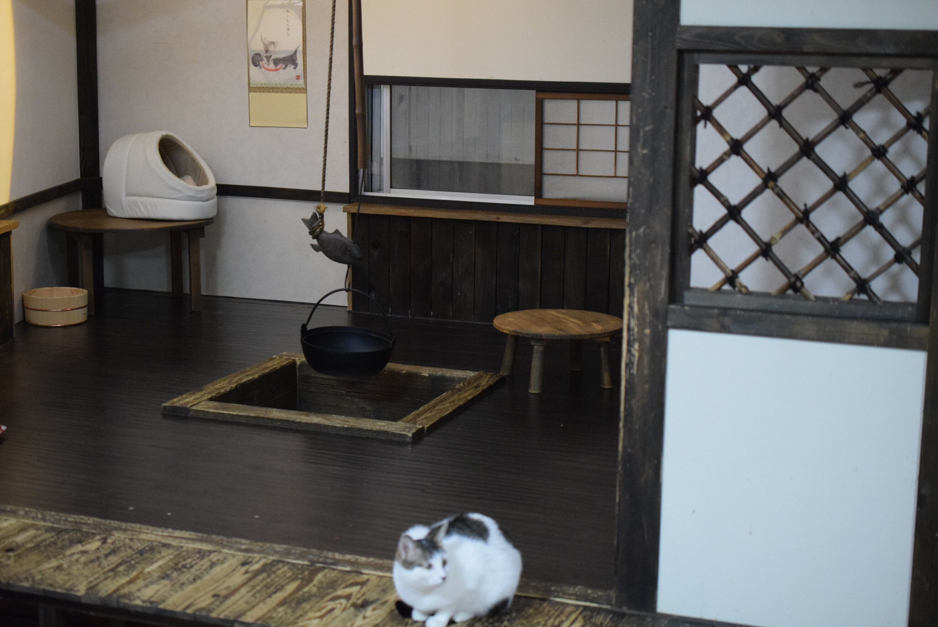 和風の店内でくつろぐ猫たち