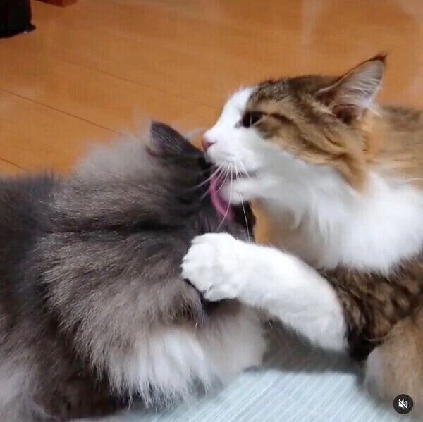 虎蒼くんへの愛がすごい虎鉄くん