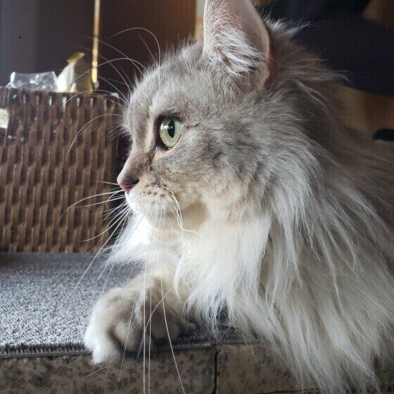 サイベリアンのさくらくん