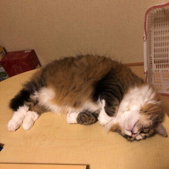  ノルウェージアンフォレストキャットのダヤンちゃん