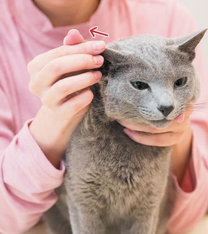 耳のマッサージ