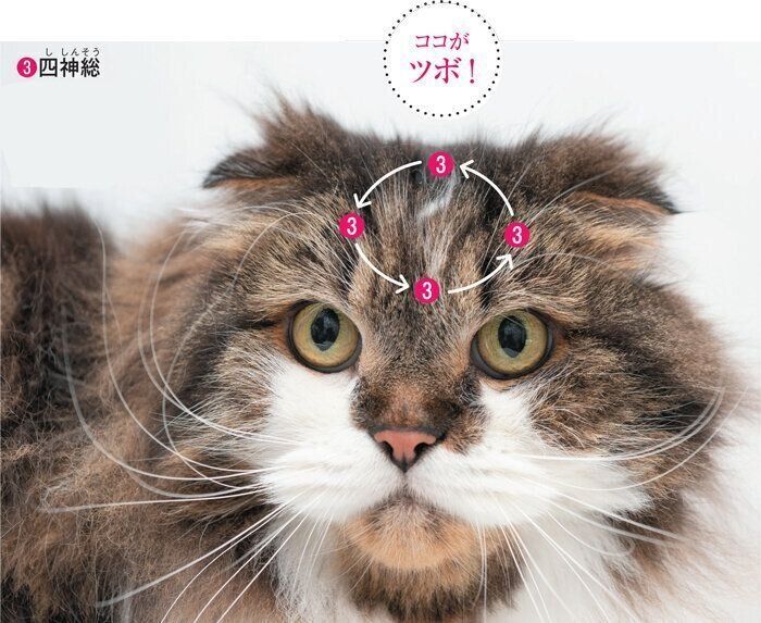 猫の頭のツボ