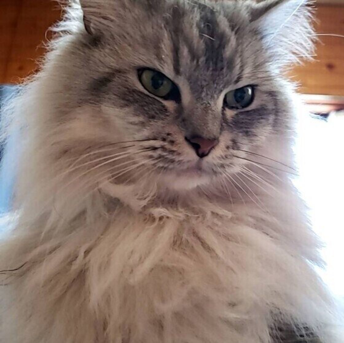 ラガマフィンの特徴と性格 飼い方 価格相場など 猫図鑑 ねこのきもちweb Magazine ラガマフィンの特徴と性格 飼い方 価格相場など 猫図鑑 ねこのきもちweb Magazine