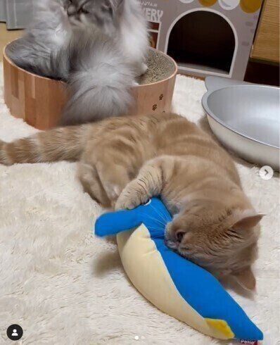 けりぐるみを蹴るミヌエットのちろくん