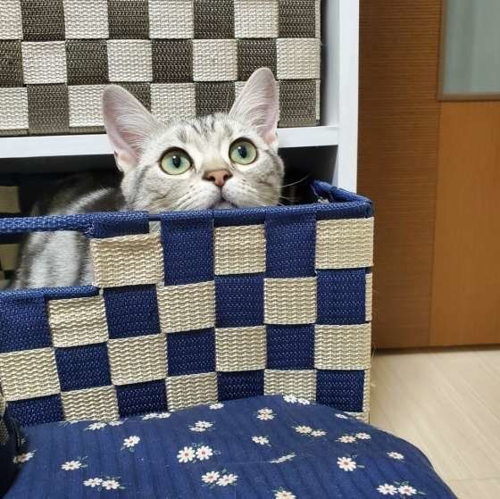 アメリカンショートヘアのうららちゃん