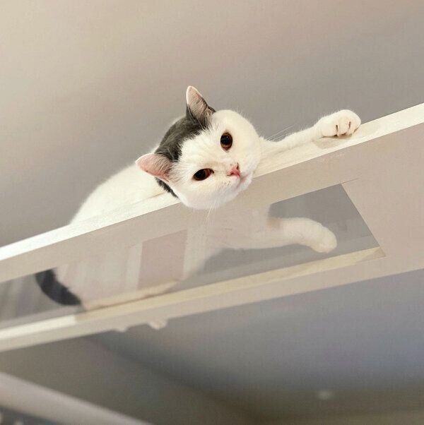 くつろぐカツヲくん