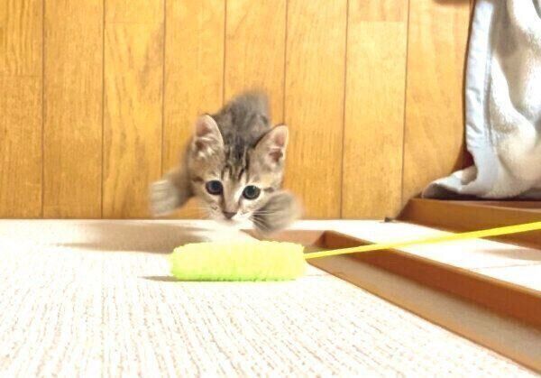 猫じゃらしで遊ぶあめちゃん
