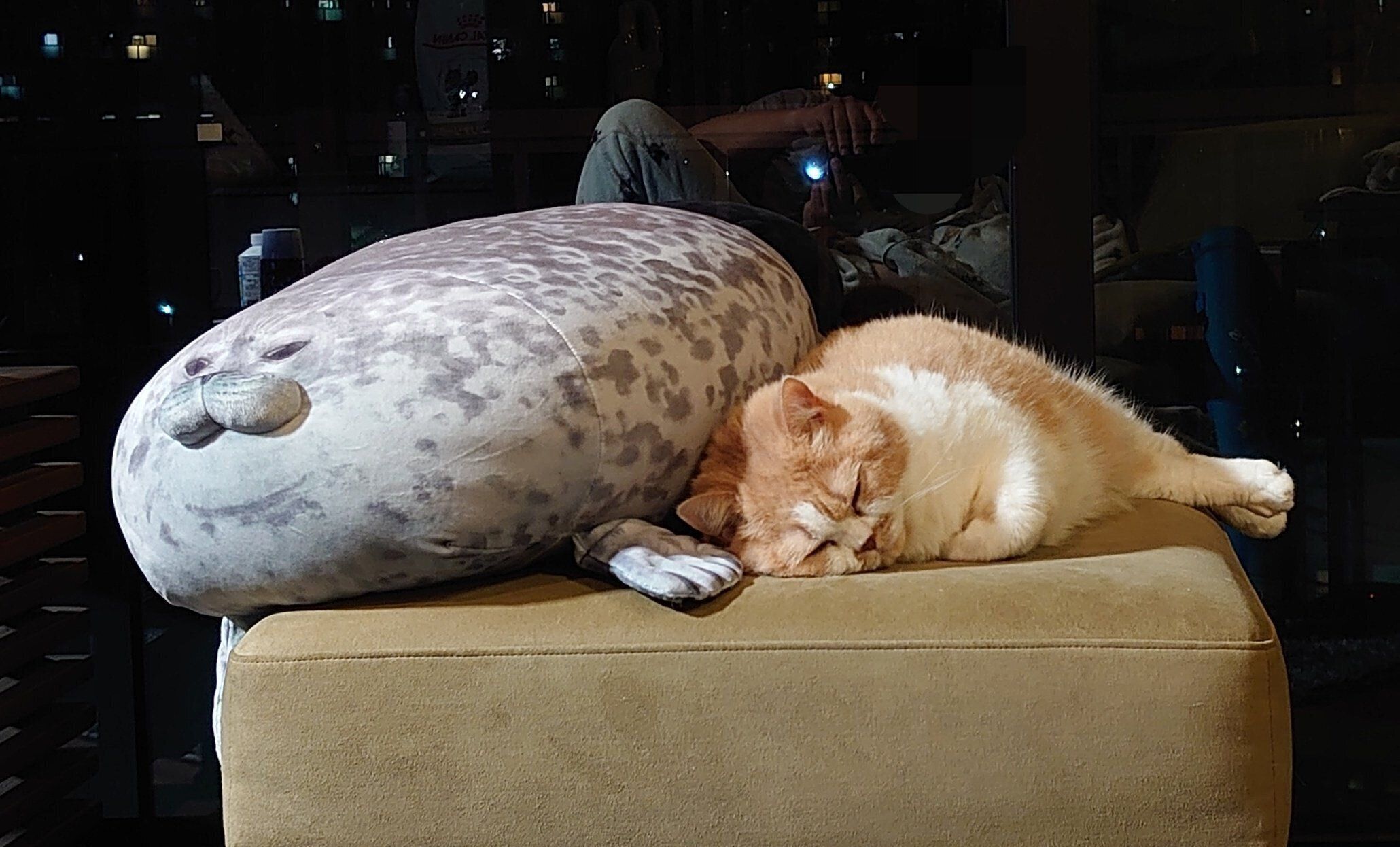 アザラシに添い寝するストイックスタイルなグリフィスちゃん