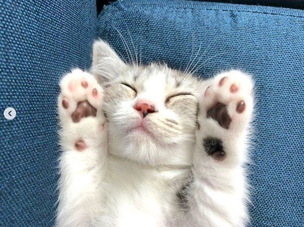 ヘソ天するマンチカン