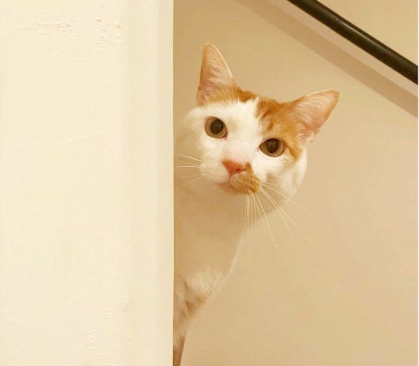 猫のタルトちゃん