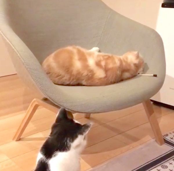 猫パイセンをガン見するブリティッシュショートヘア