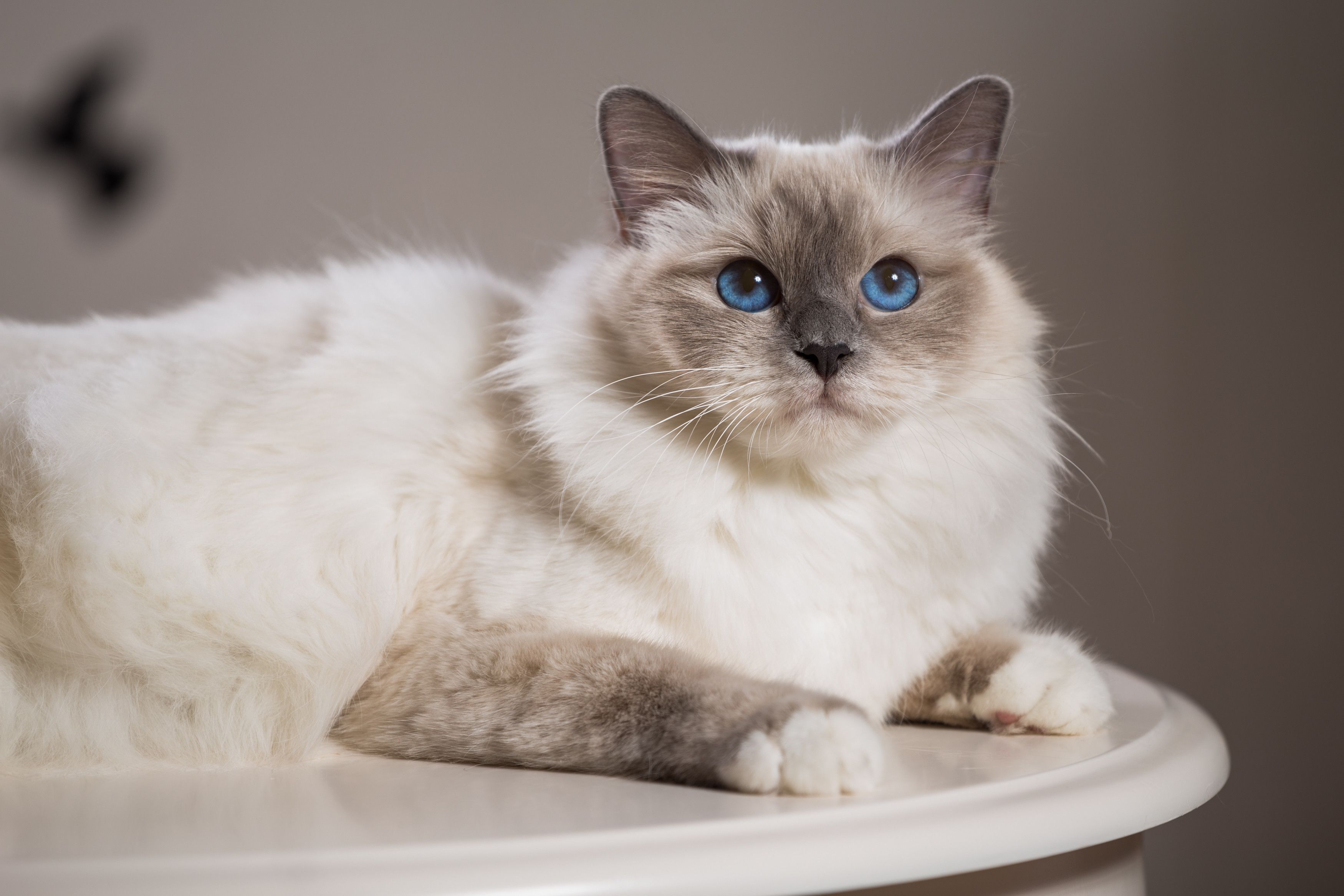 バーマンの特徴と性格 飼い方 価格相場など 猫図鑑 ねこのきもちweb Magazine