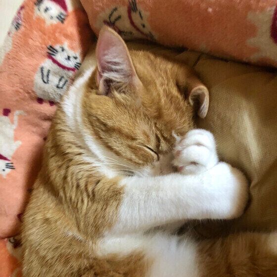 茶白のミ～ちゃんくん