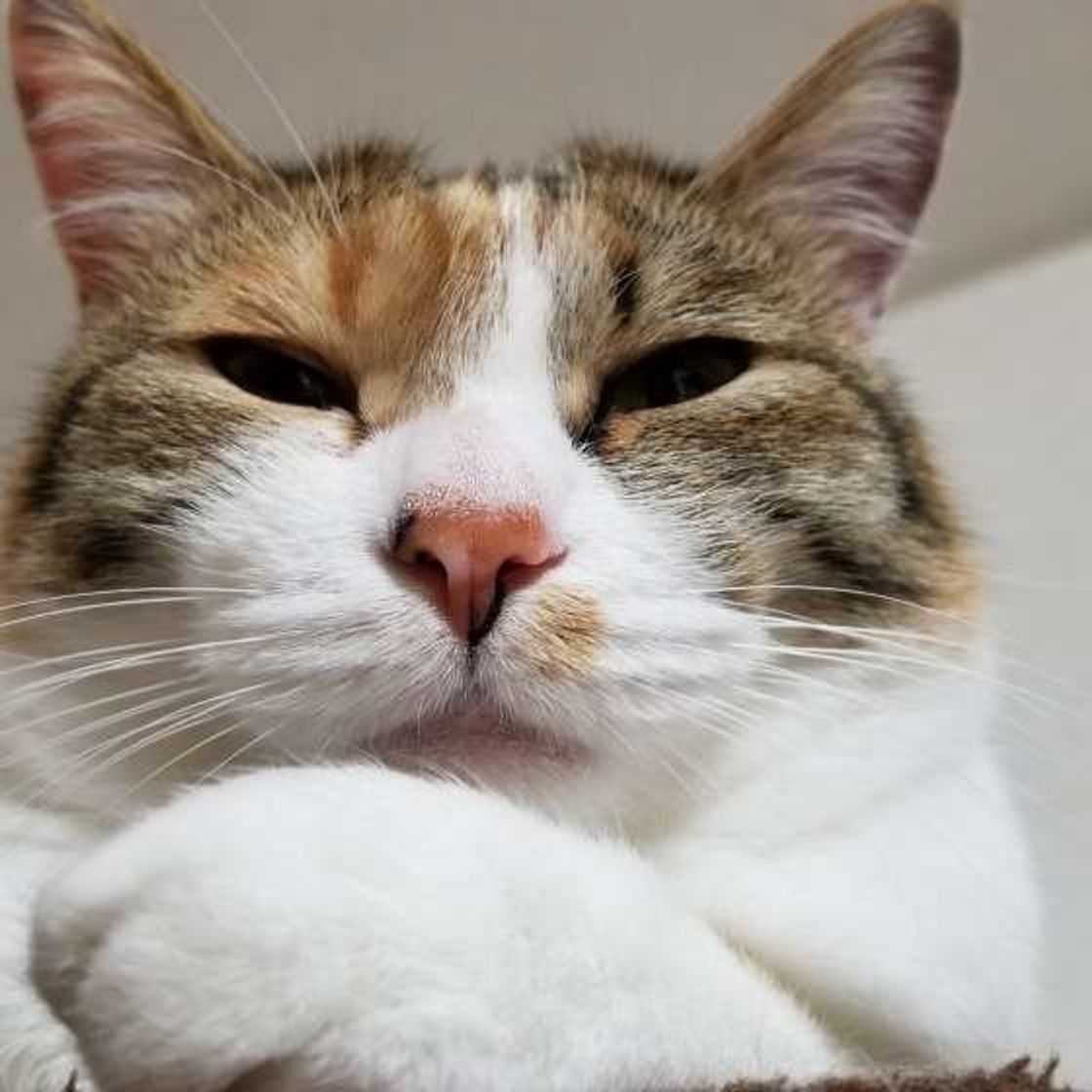猫飼いさんが実感する猫の 魅力 とは トップ5をランキングで紹介 ねこのきもちweb Magazine 猫飼いさんが実感する猫の 魅力 とは トップ5をランキングで紹介 ねこのきもちweb Magazine