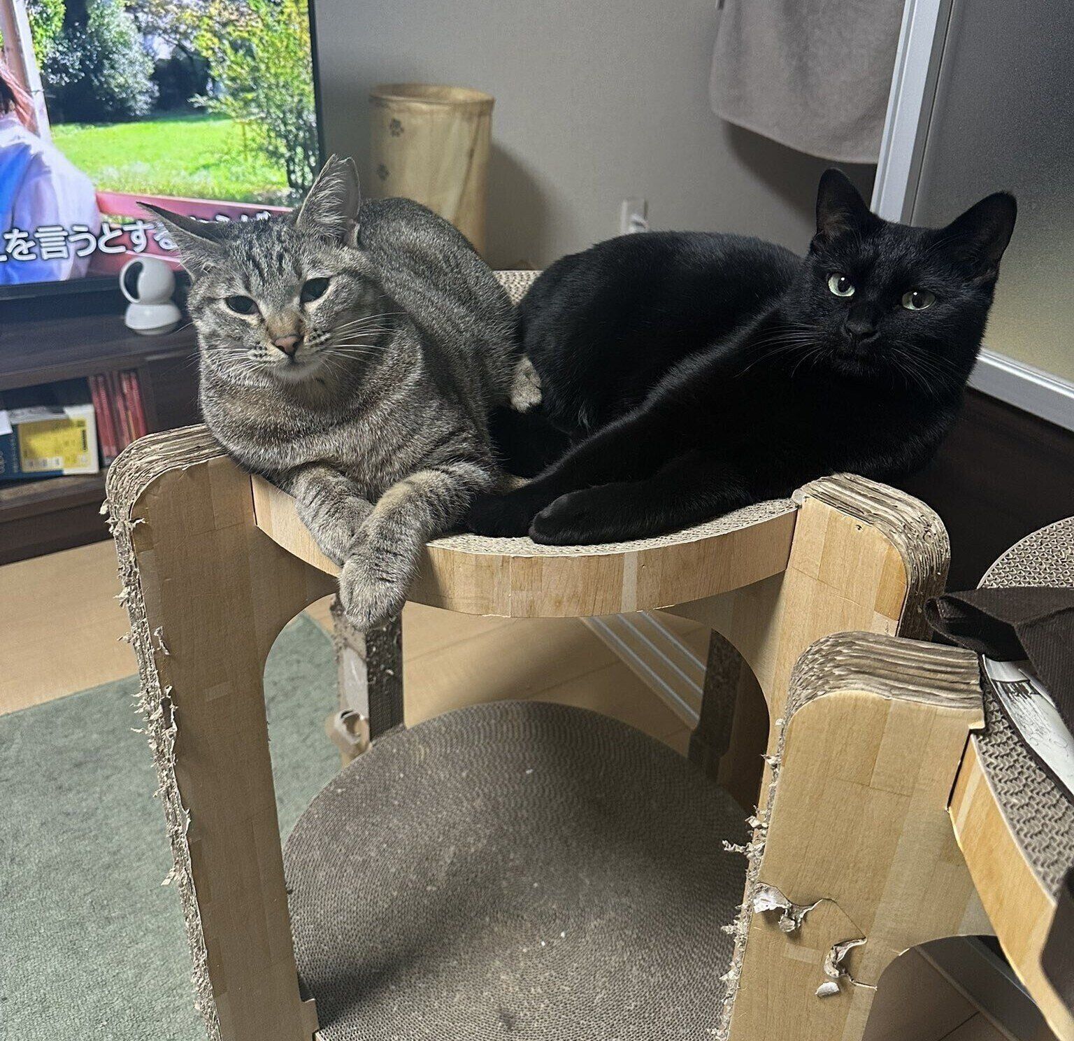 《写真左から》はるちゃん、姉猫・キキちゃん。