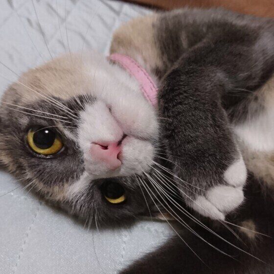 寝転がっている猫