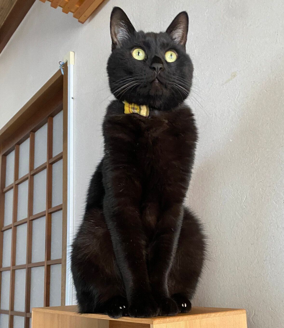 真顔で固まるうにくん。