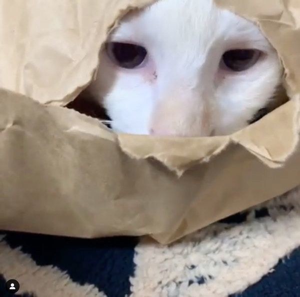 袋の中に入る白猫