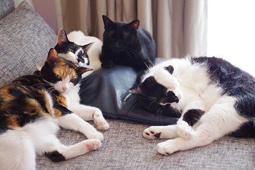 トーテムポールな猫たち