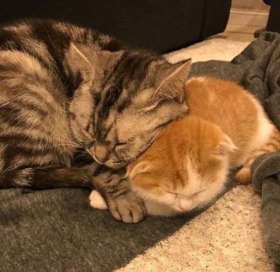 くっついて寝るスコティッシュフォールド