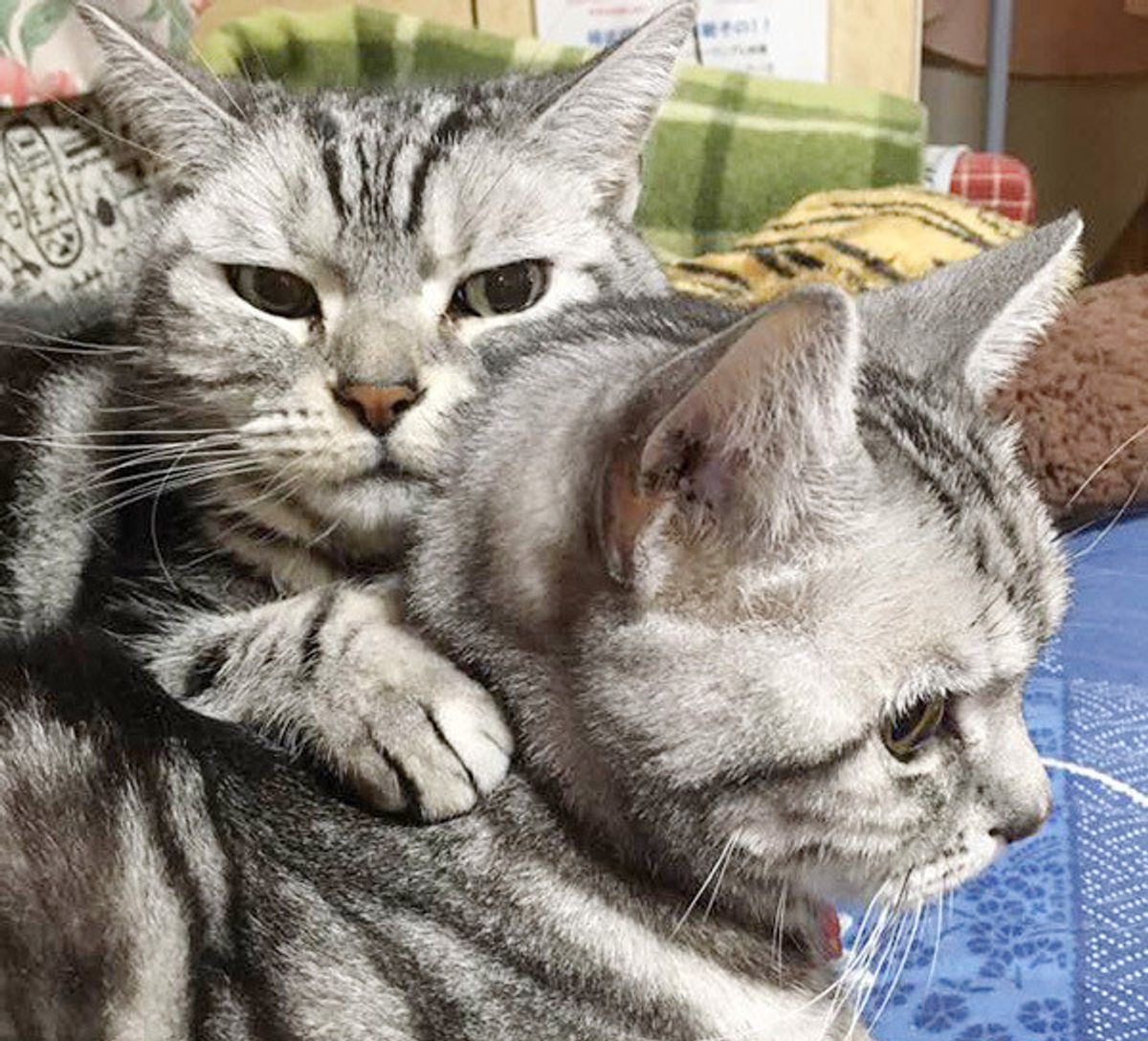 愛猫が原因で家族とケンカに その理由が あるある すぎる ねこのきもちweb Magazine 愛猫が原因で家族とケンカに その理由が あるある すぎる ねこのきもちweb Magazine