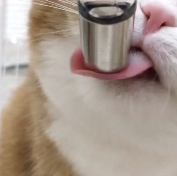 寄り目で水を飲む猫