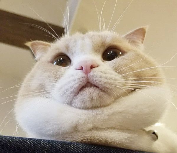 見つめるスコティッシュフォールド