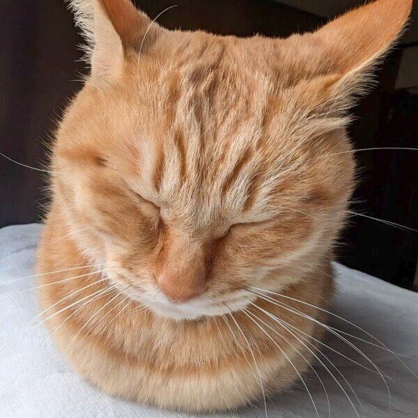 おててないない