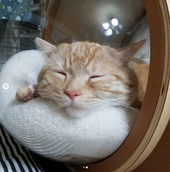 宇宙船ベッドで爆睡する猫