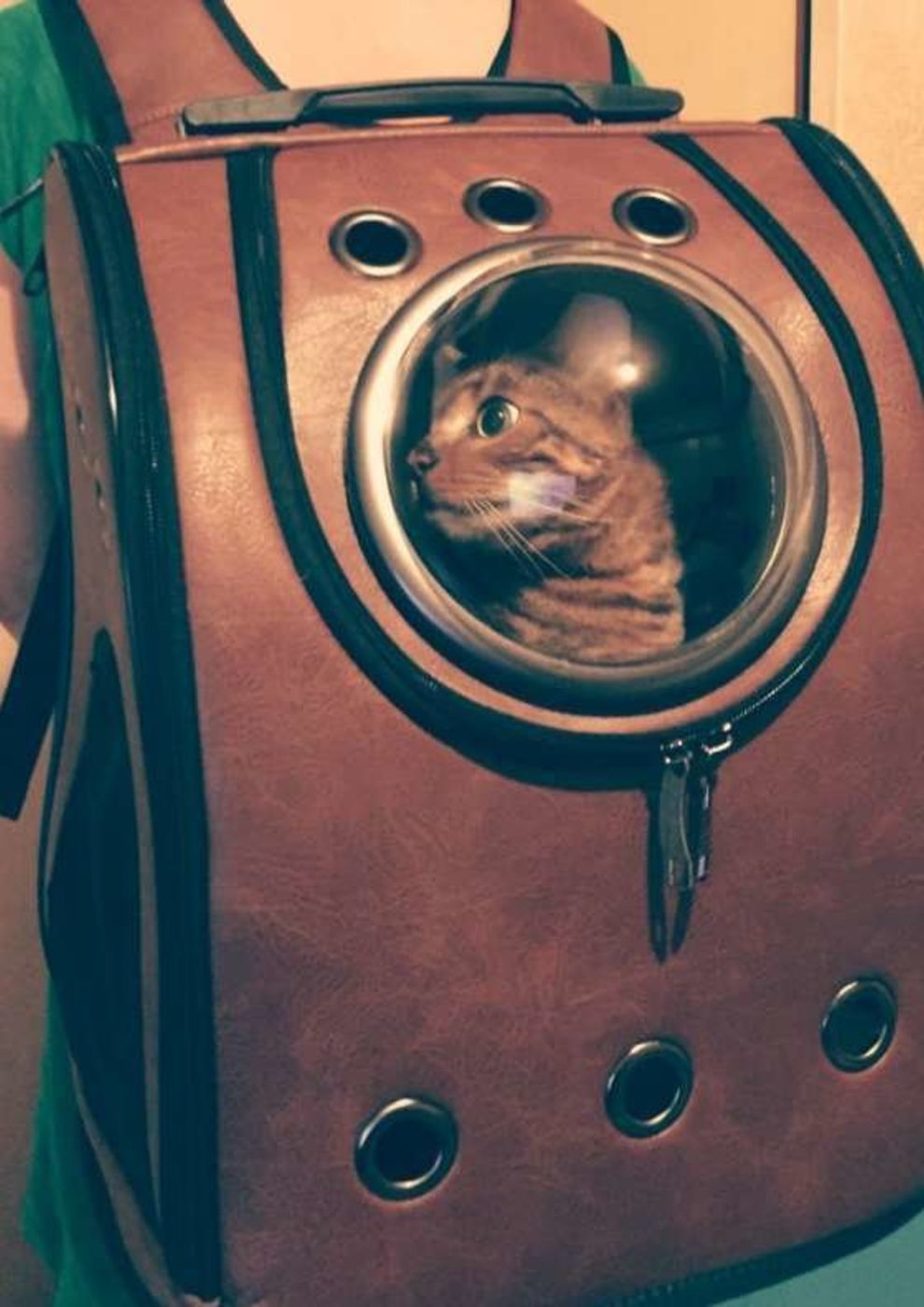 愛猫連れの帰省に大活躍 窓から覗く姿が可愛い 宇宙船リュック ねこのきもちweb Magazine 愛猫連れの帰省に大活躍 窓から覗く姿が可愛い 宇宙船リュック ねこのきもちweb Magazine