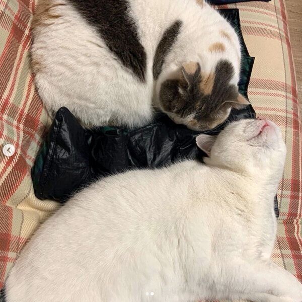 仲良く眠るカツヲくんとねね子ちゃん