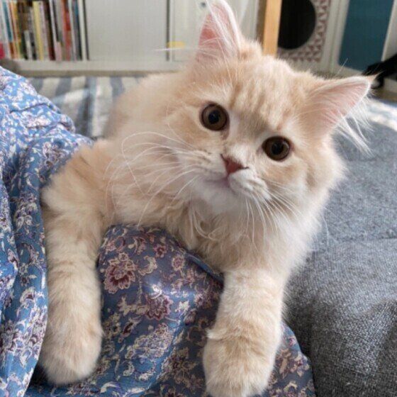 少々大きく育った子猫（ スコティッシュフォールド、オス）