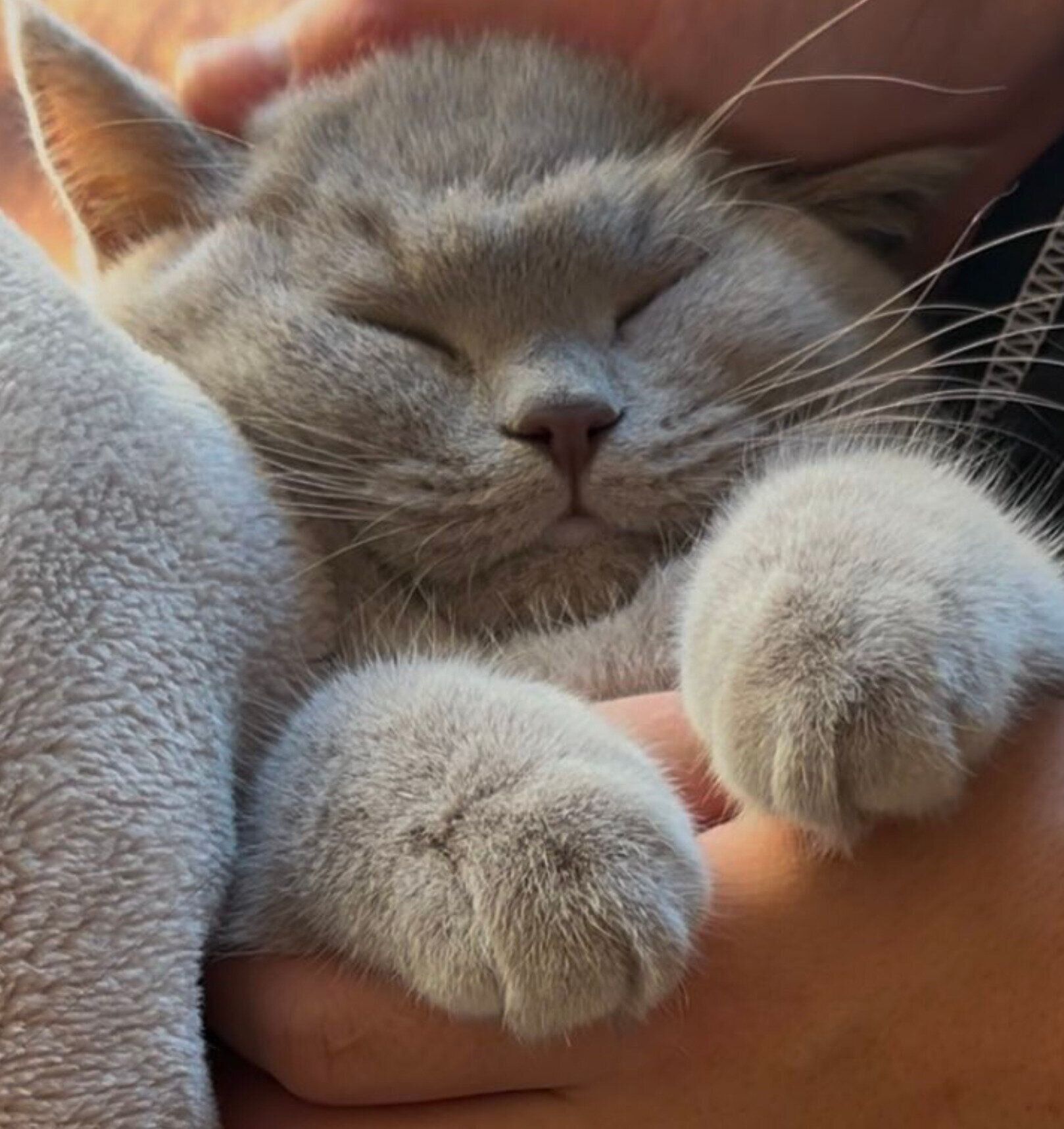 なでてもらうもめんくん