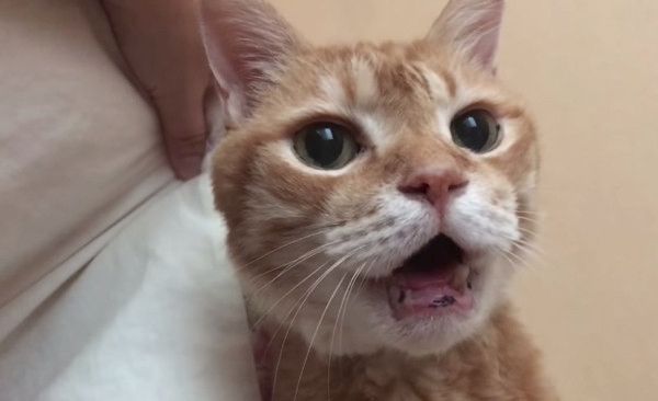 じらし攻撃をする猫