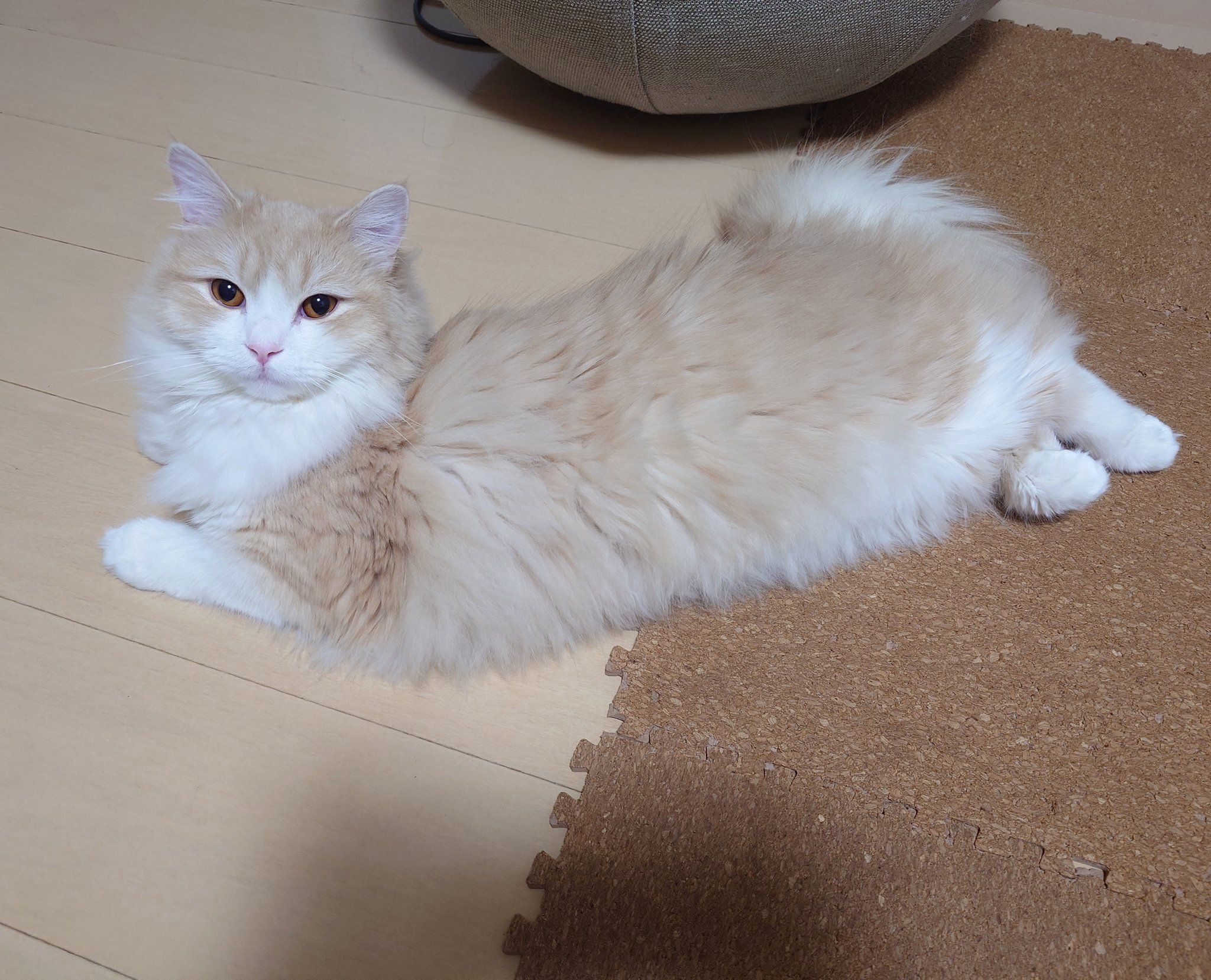 くつろいでいるラガマフィン