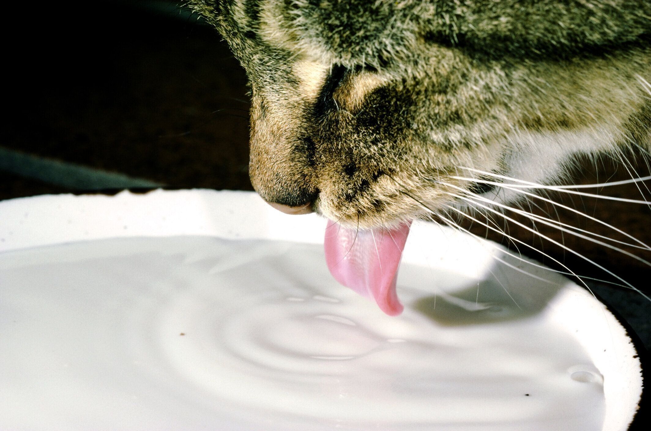 ミルクを飲む猫