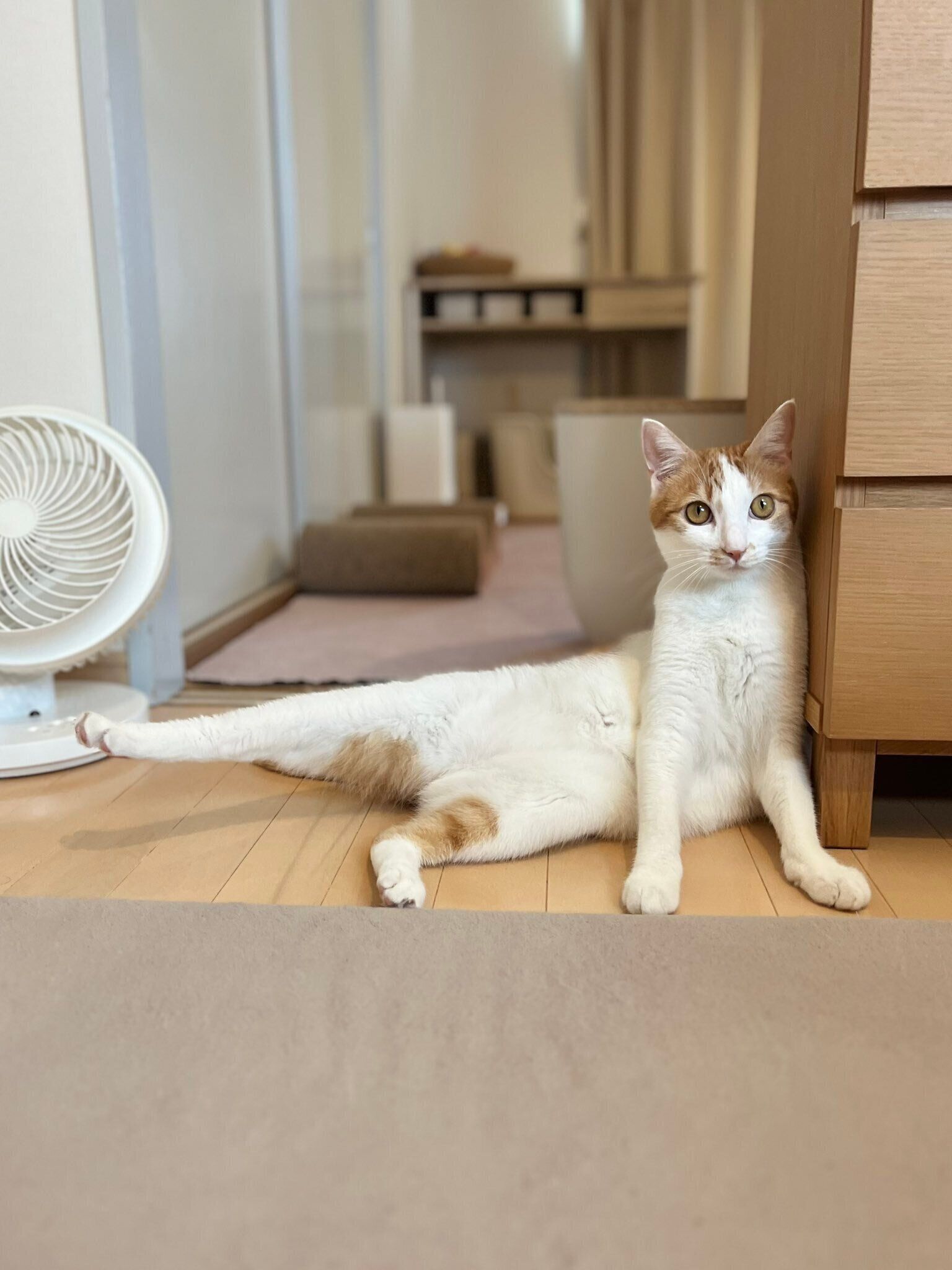 ピーンと伸びた足がかわいらしい1枚