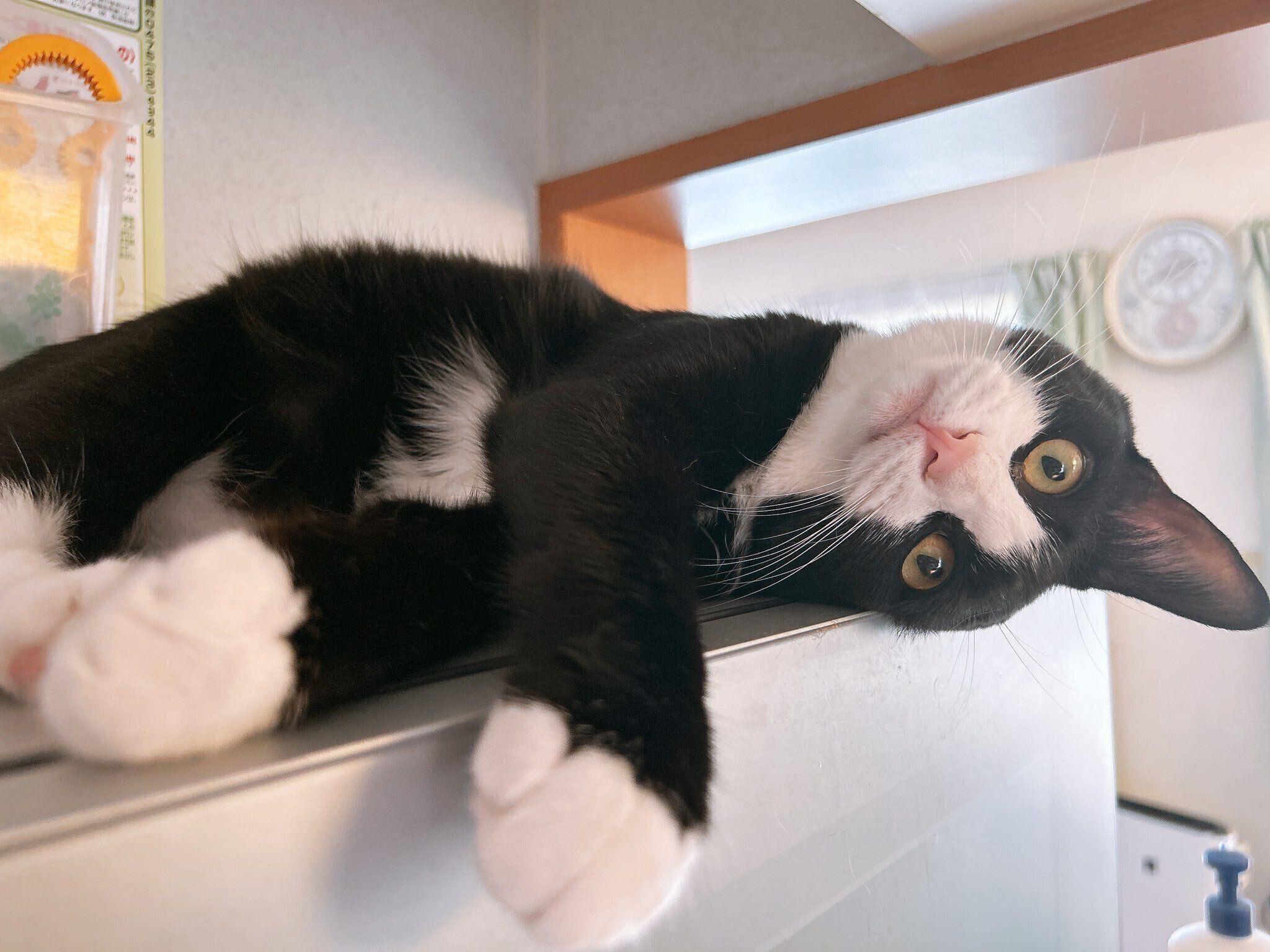 現在のめいちゃんの姿。