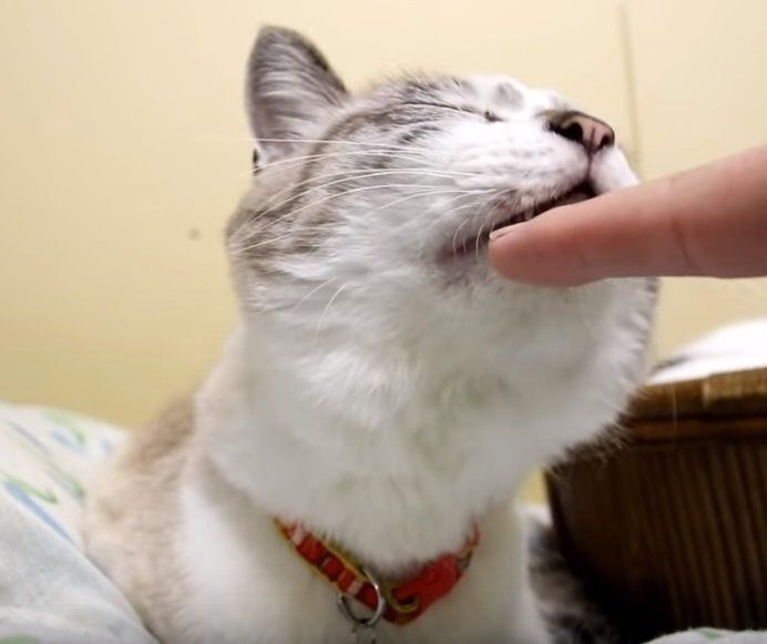 マッサージされる猫