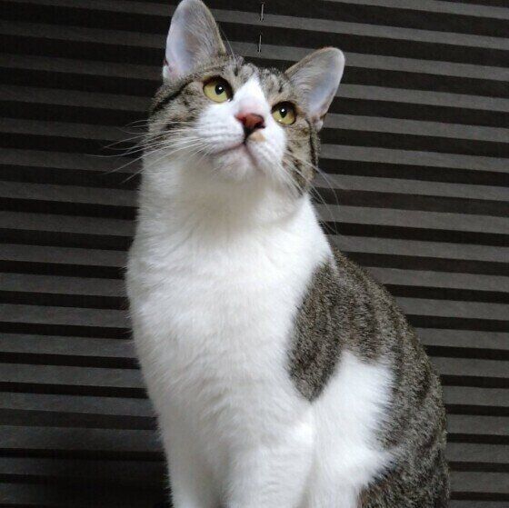 Mix（サバトラ）のしらたまくん♪