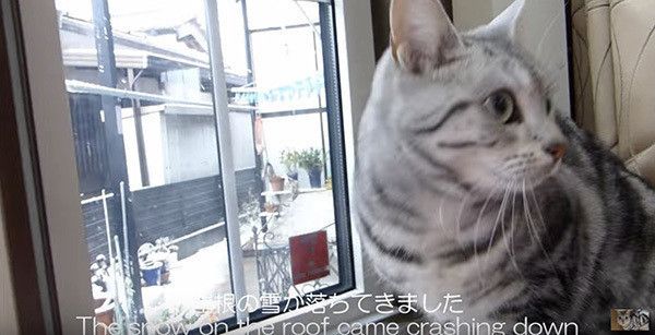 雪を見る猫