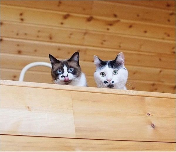 はに丸くんとあんこちゃん